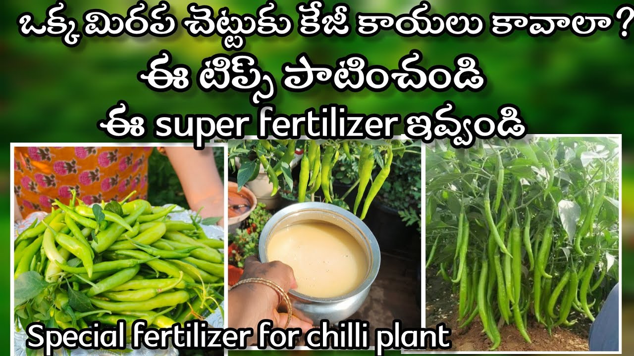 chilli plant complete care and best fertilizer for chilli plant | in telugu