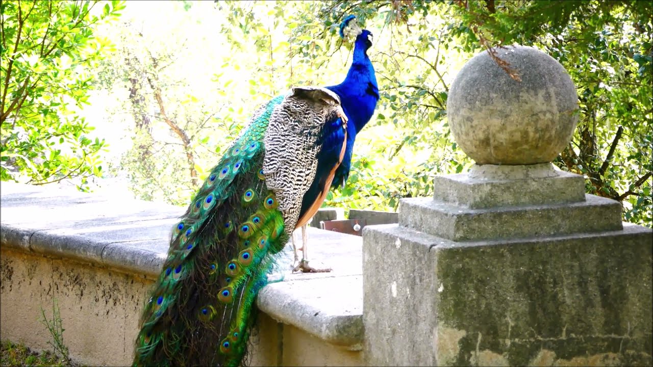 PLASENCIA (CÁCERES) - PARQUE DE LOS PINOS