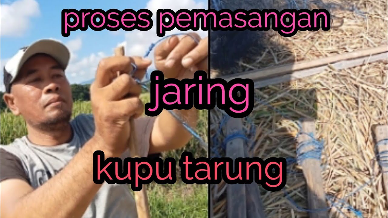 proses lengkap pemasangan jaring kupu tarung