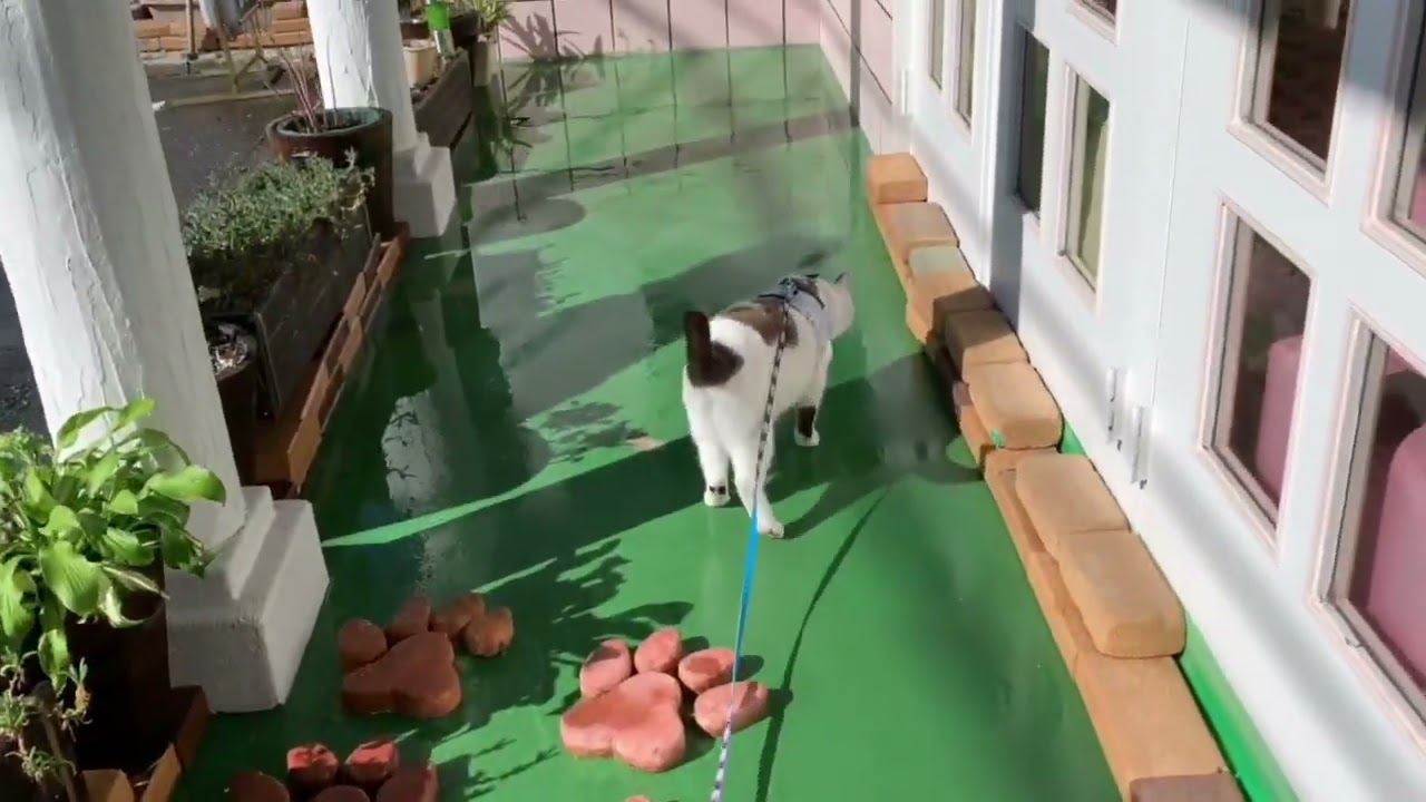 玄関でくつろぐクウちゃん