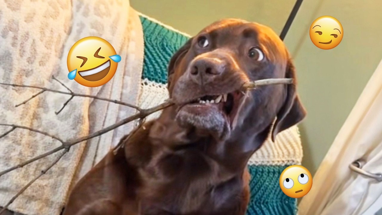 I dare you not to LAUGH at these FUNNY DOGS 😁🦮 - Best Funny Animals Videos 2026 #306