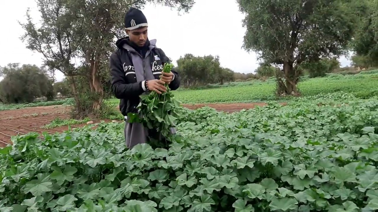 ندي لخبيزة لوليدة باش ترضي علية😑