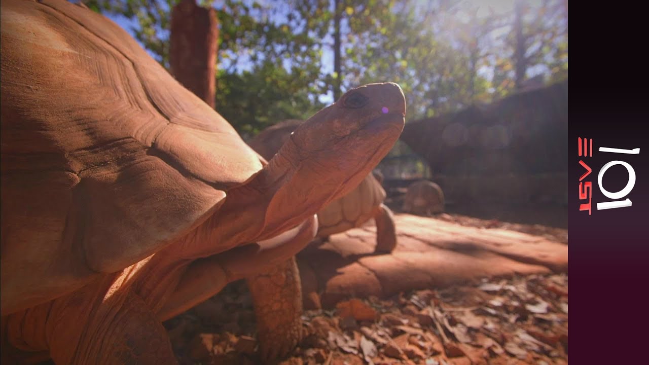 🇲🇾Return of the Lizard King: Malaysia's Wildlife Trafficker | 101 East