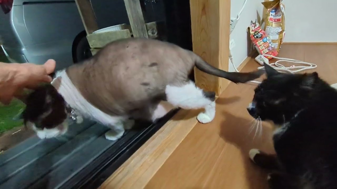 お散歩したくなったぱんぱん