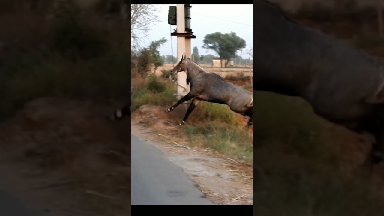 Nilgai , nilgai accident, nilgai kaisi hoti hai, nilgai bhagane ka tarika,  nilgai ki awaaz