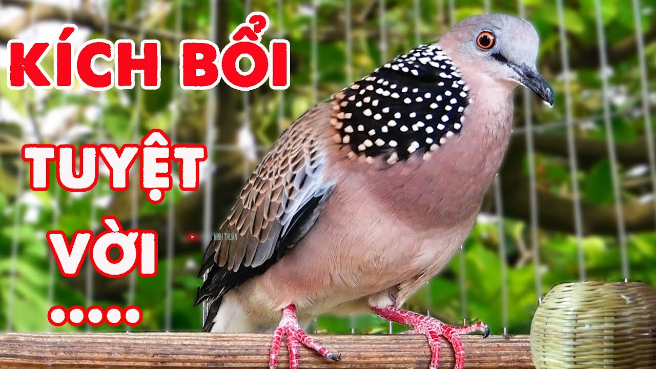 💦CHIM CU GÁY Giọng Hấp Dẫn ĐỦ BÀI [GÁY GỌI,THÚC,GÙ ]Kích Bổi Nhanh Nổi.Cu Gáy.Cu Đất,Cu cườm 54