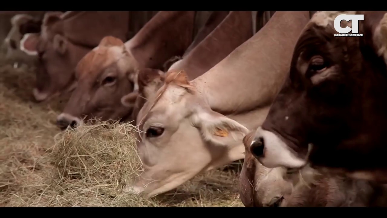 Assemblea AProLaV 2018