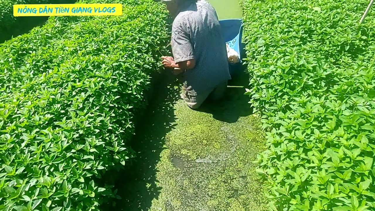 Cách Trọn Rau Húng Cây Để Làm Giống Cảu Nông Dân Tiền Giang
