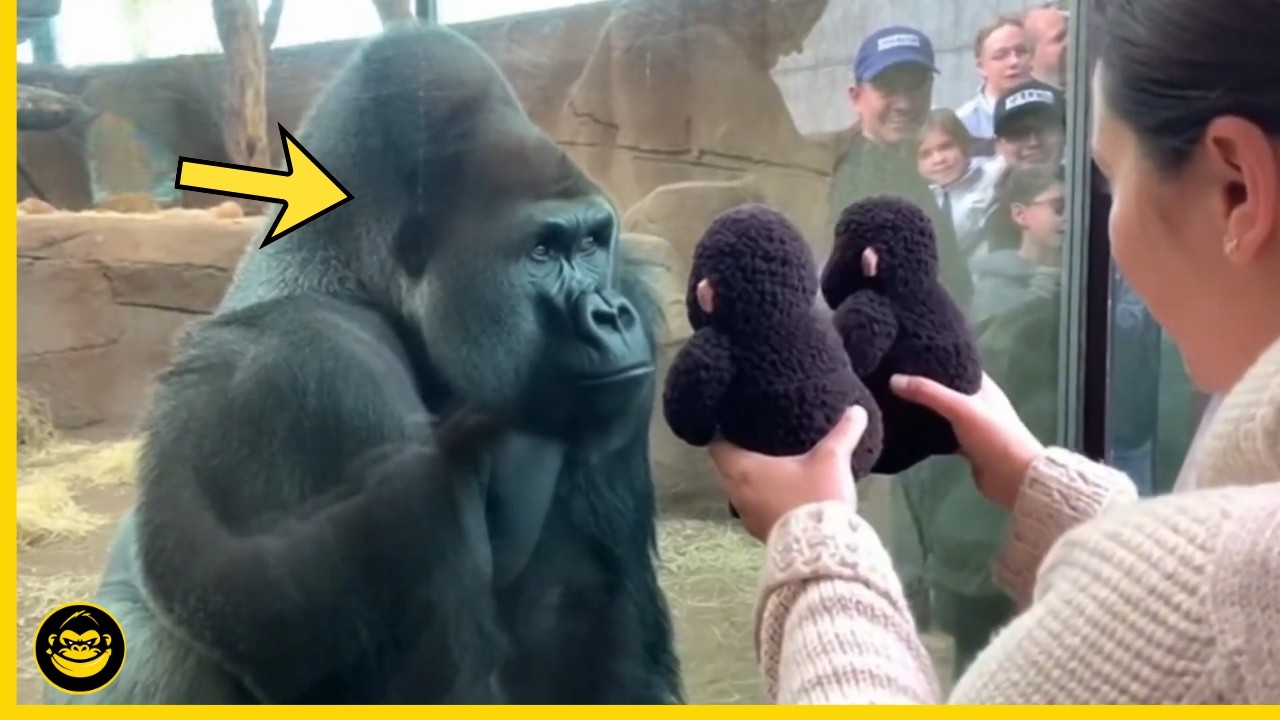 🤣👉 Momentos GRACIOSOS de GORILAS que demuestran lo HUMANOS que somos.. #16
