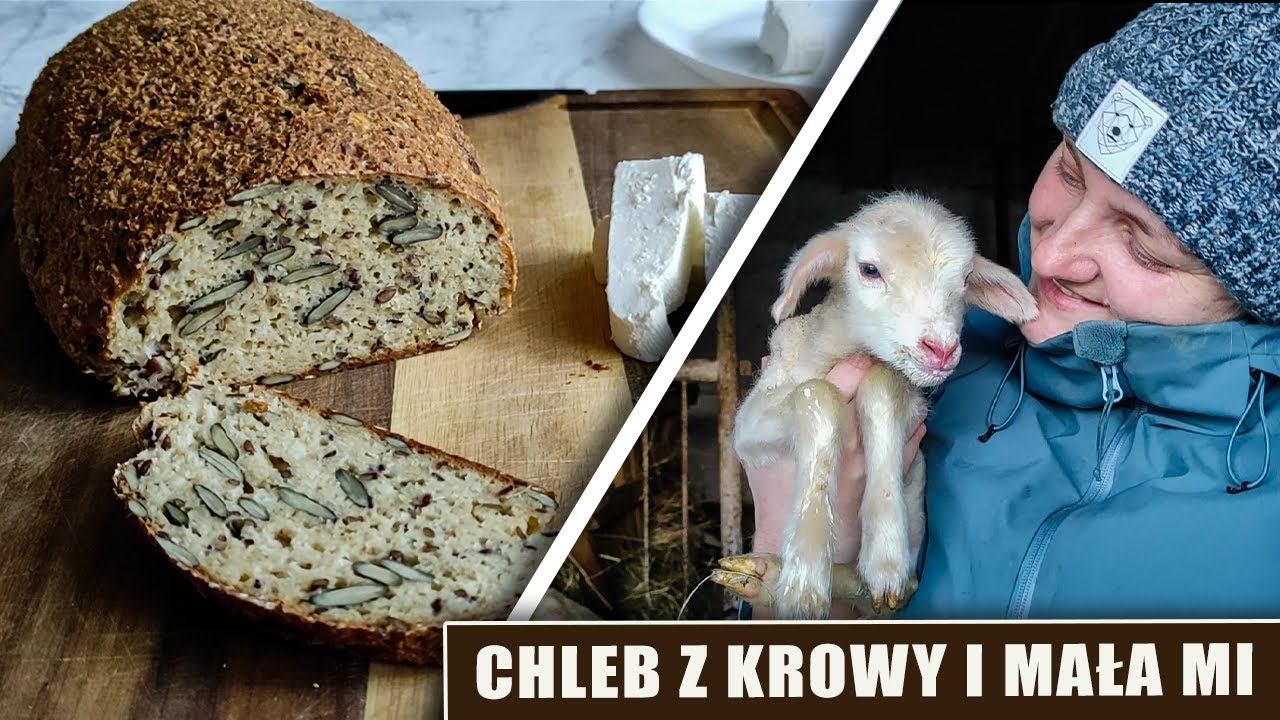 Chleb z krowy i Mała Mi