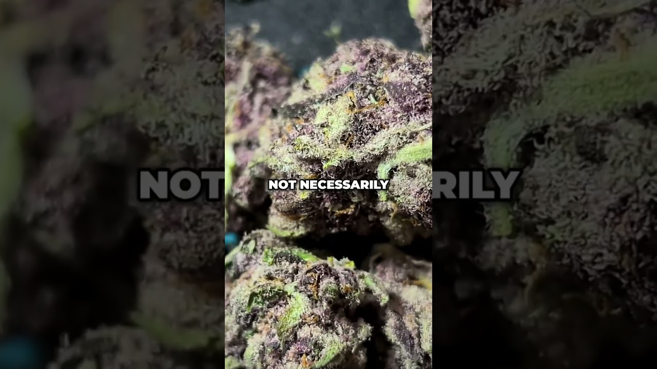 Trop Cherry: Sativa & Indica Effects Balanced