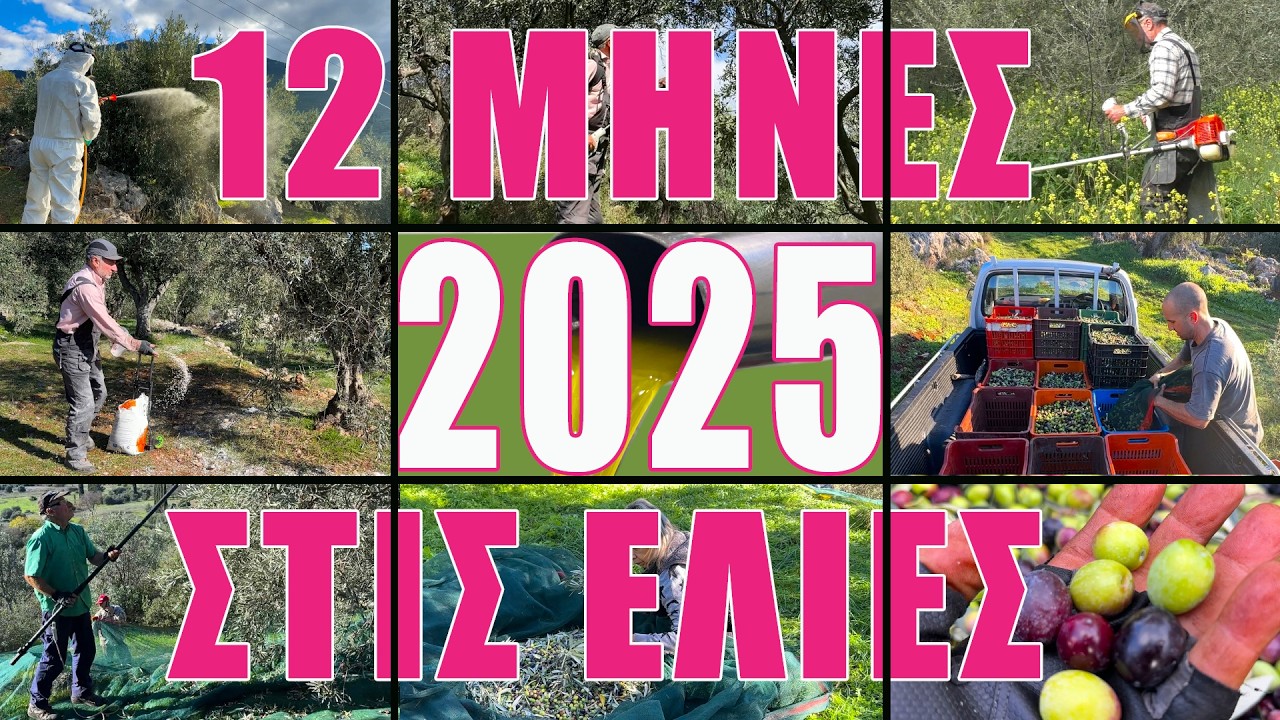 ΕΛΙΕΣ 2025: μήνα-μήνα η καλλιέργεια 