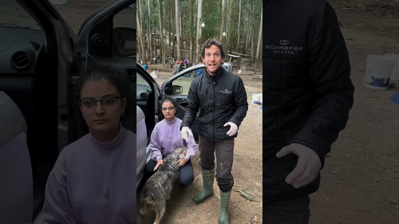 cadela prenha tem at&eacute; tr&ecirc;s semanas pra castrar sem problemas. Castrem logo!