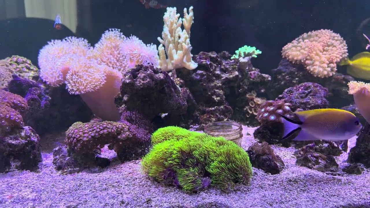 Reef tank update - 1/16/26