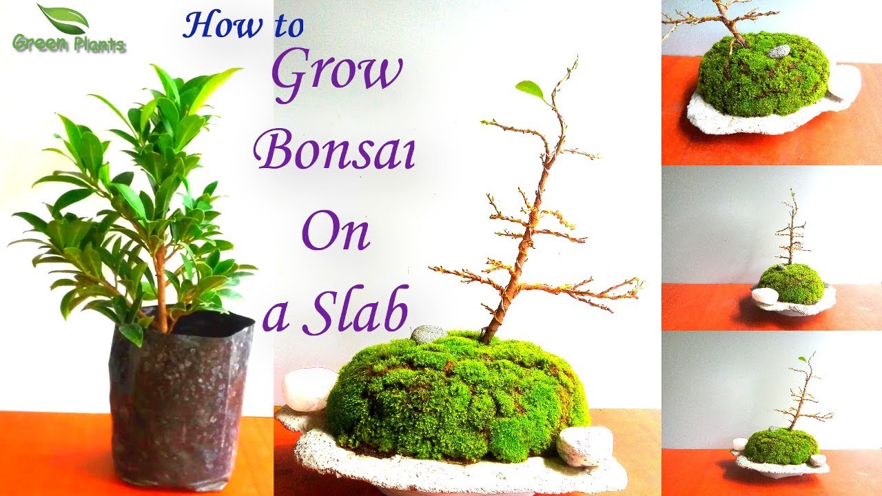 Bonsai Slab Planting |  Bonsai Trees for Beginners //GREEN PLANTS