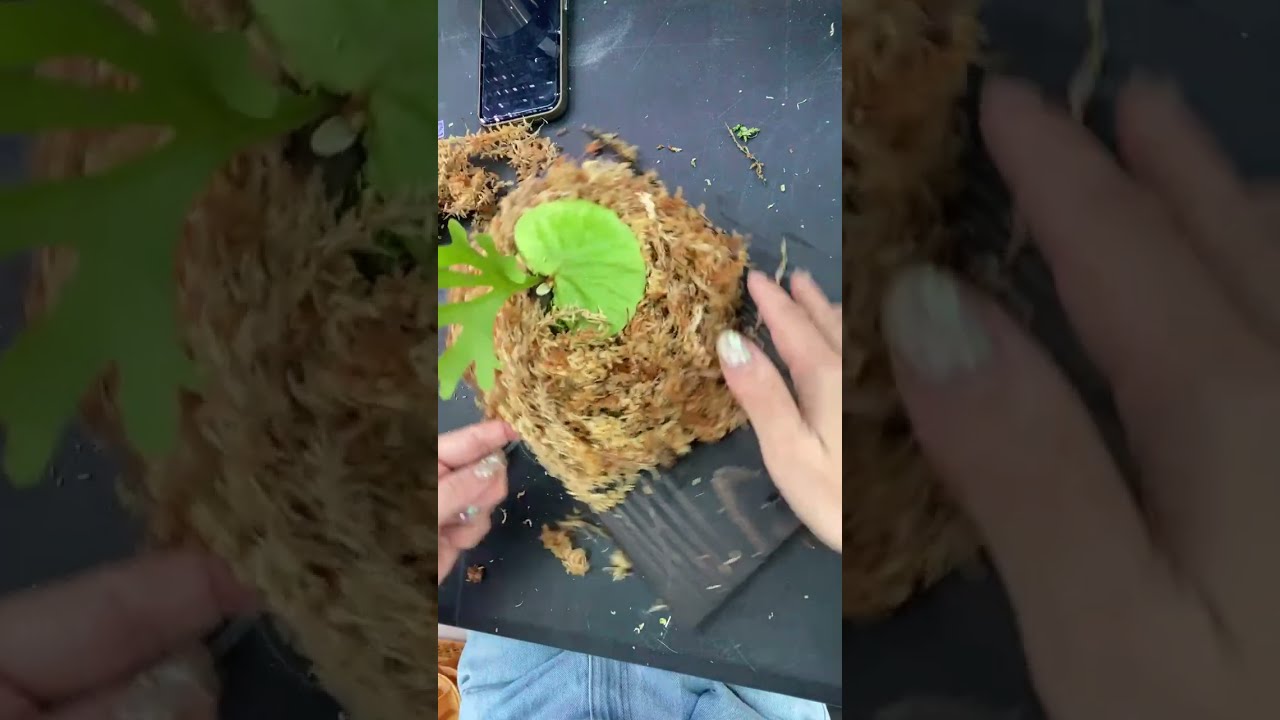 ビカクシダの森wife がライブ配信中！