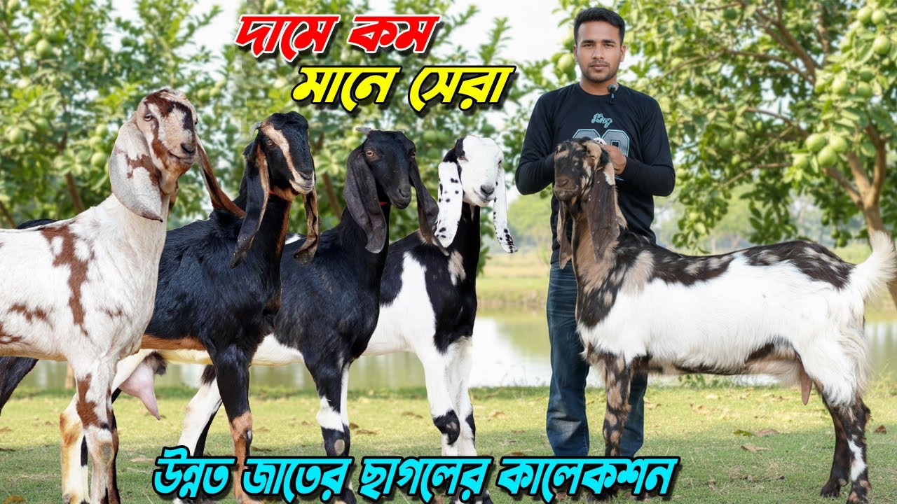 দামে কম মানে সেরা । উন্নত জাতের ছাগলের কালেকশন দেখুন।