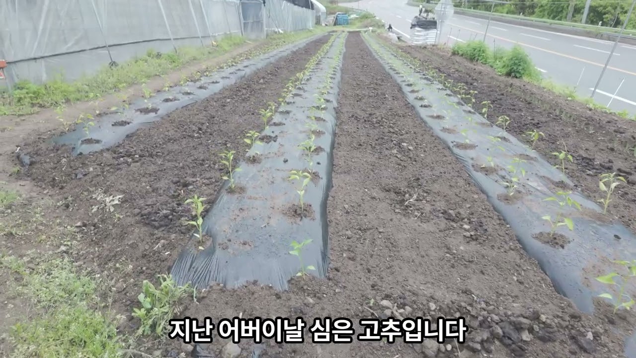 올봄 된장&고추심기