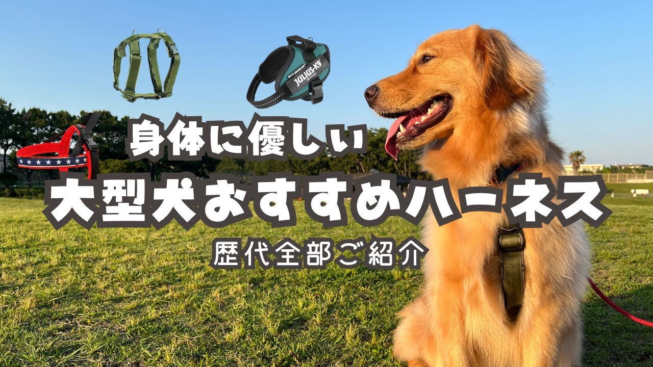 【リクエスト動画】体の負担を考えた頑丈・おすすめハーネス・首輪リードもご紹介