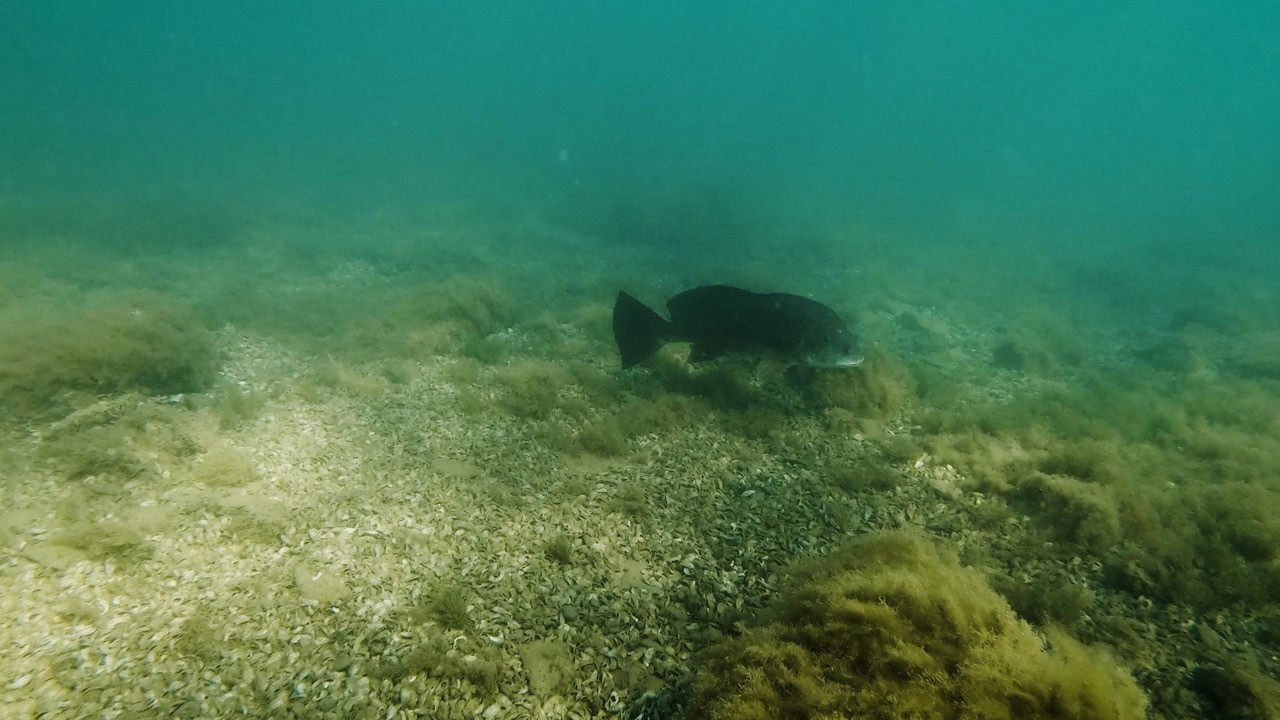 Lake Erie Giant Drum Fishing with Livia Castellano! (We Don’t Call Them Trash Fish!)