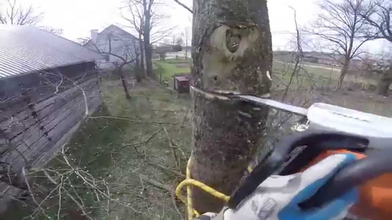 Ścinka sekcyjna drzew, STIHL MS 181