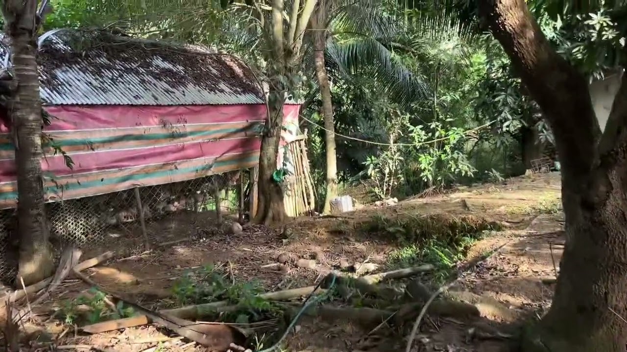 Bisita sa layer farm / Kumusta na kaya ang ating mga alaga