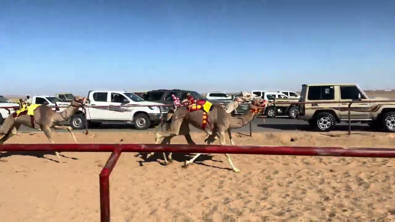 ش 1 رئيسي بكار مفاريد الدوحة ل ناصر جازي الشمري