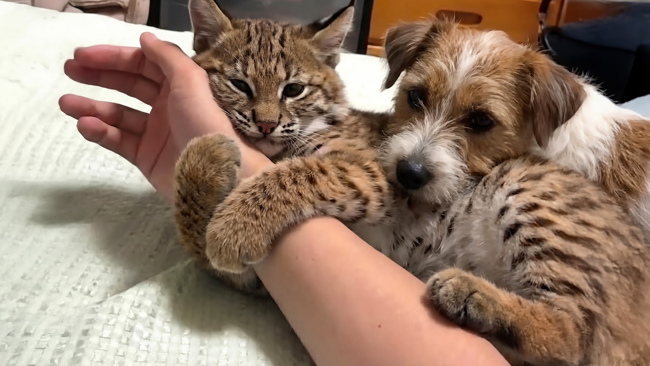 A little bobcat came to my home for food. I raised it, and we became good friends