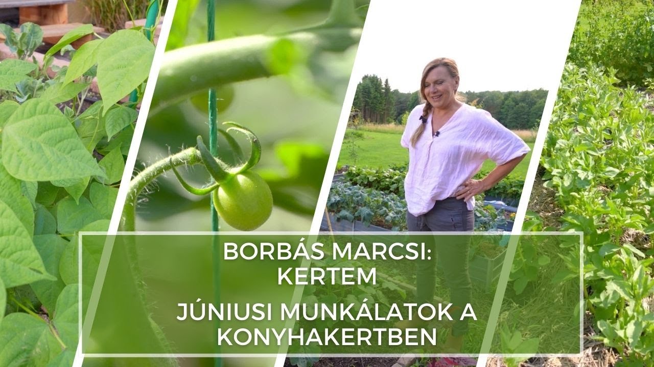 Júniusi munkálatok a konyhakertben