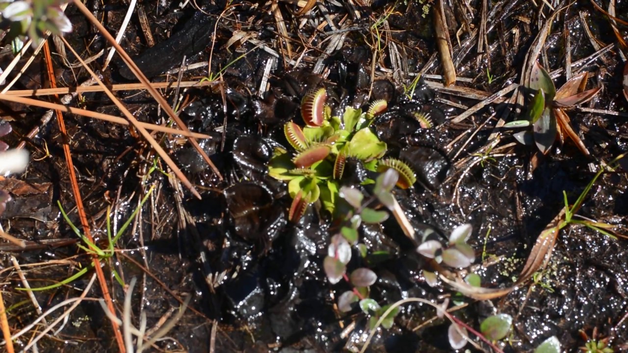 Wild Venus Flytraps (Dionaea muscipula) in their native habitat.  North Carolina swamp.