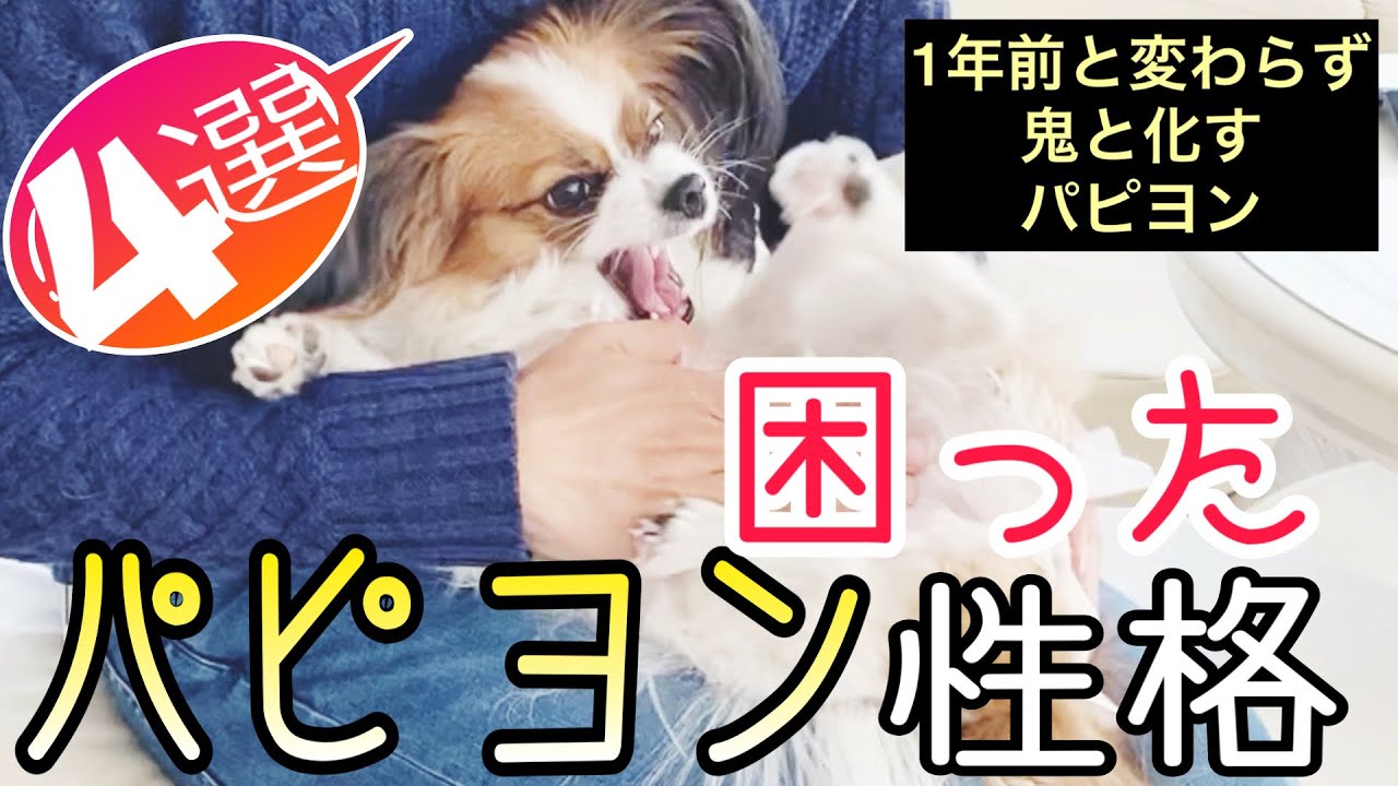 飼ってみてわかった【パピヨンの困った性格】４選！ パピヨン 飼い方