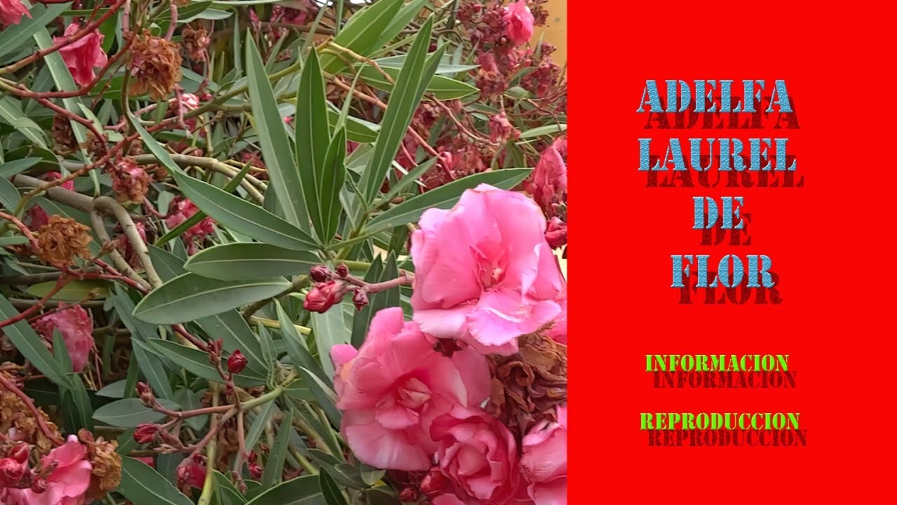 Arbol Adelfa / Laurel de Flor : Informacion y Reproduccion.
