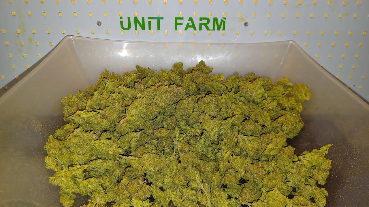 Ice Bomb from Bomb seeds final weight, Unit Farm UF4000 grow and run results first all at end