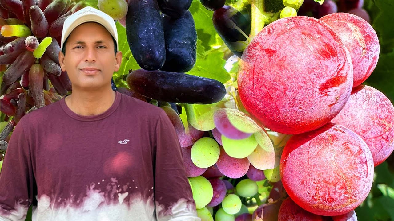 Grape Farming 🍇 USA European Turkish Ukraine Varieties in Action