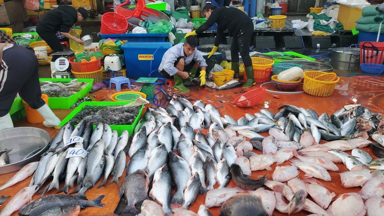 Chợ đầu mối bình điền sáng thứ hai quá ế xổ gẻ cá rô bí 20k cá chay 40k cá lạc 50k 