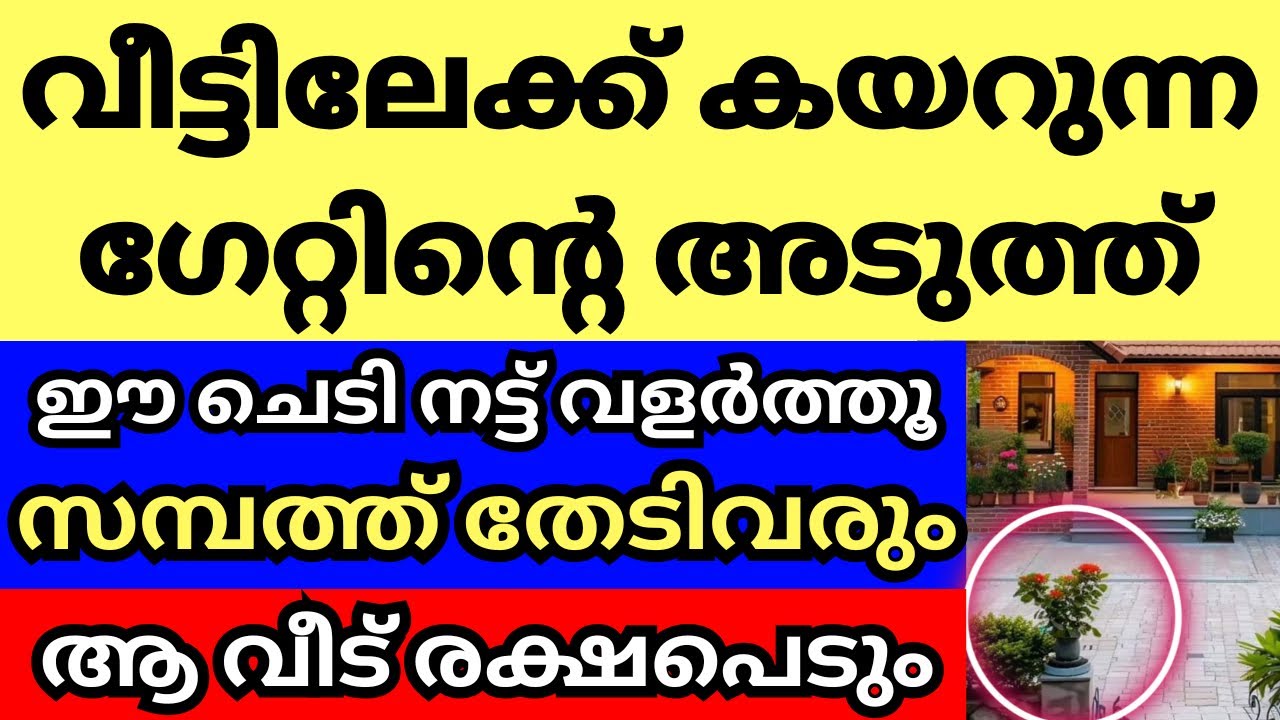 വീട്ടിലേക്ക് കയറുന്ന ഗേറ്റിന്റെ അടുത്ത്‌ ഈ ചെടി വളർത്തിയവരെല്ലാം ഇന്ന് കോടീശ്വരന്മാർ. ധന ആകർഷണ ചെടി