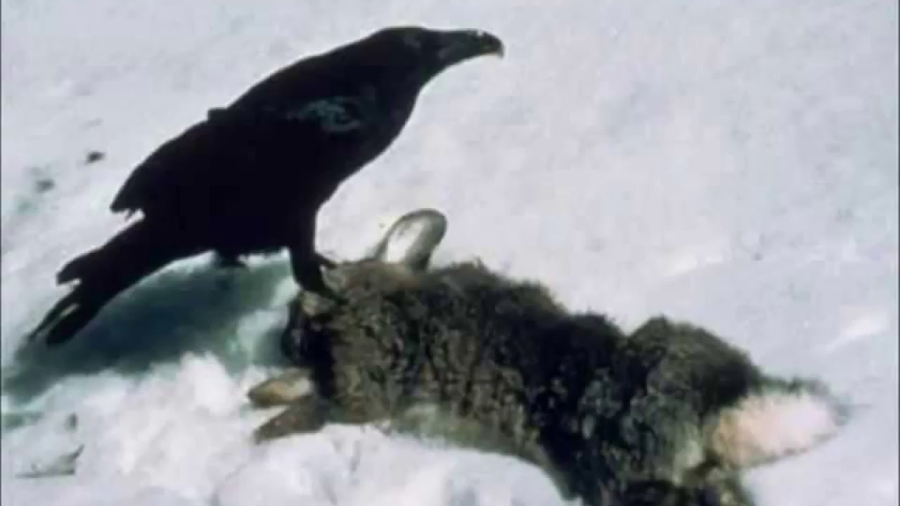 Stri&eth;shundar - C&acirc;ntico do Corvo - Asatru - Asatru Vanatru - Heathen