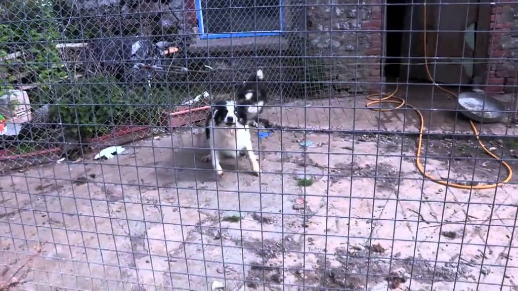 The Dog Rescuers   Episode 2 Teaser