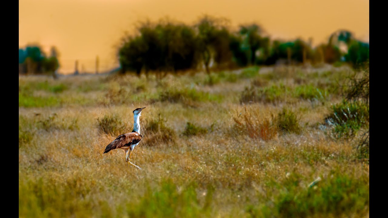 Desert National Park, Jaisalmer| In search of Gread Indian Bustard.
