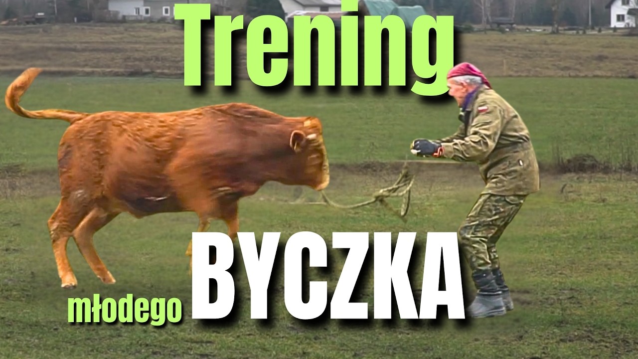 Tak się WYCHOWUJE krnąbrnego BYCZKA. Czy nauczy się POSŁUSZEŃSTWA?
