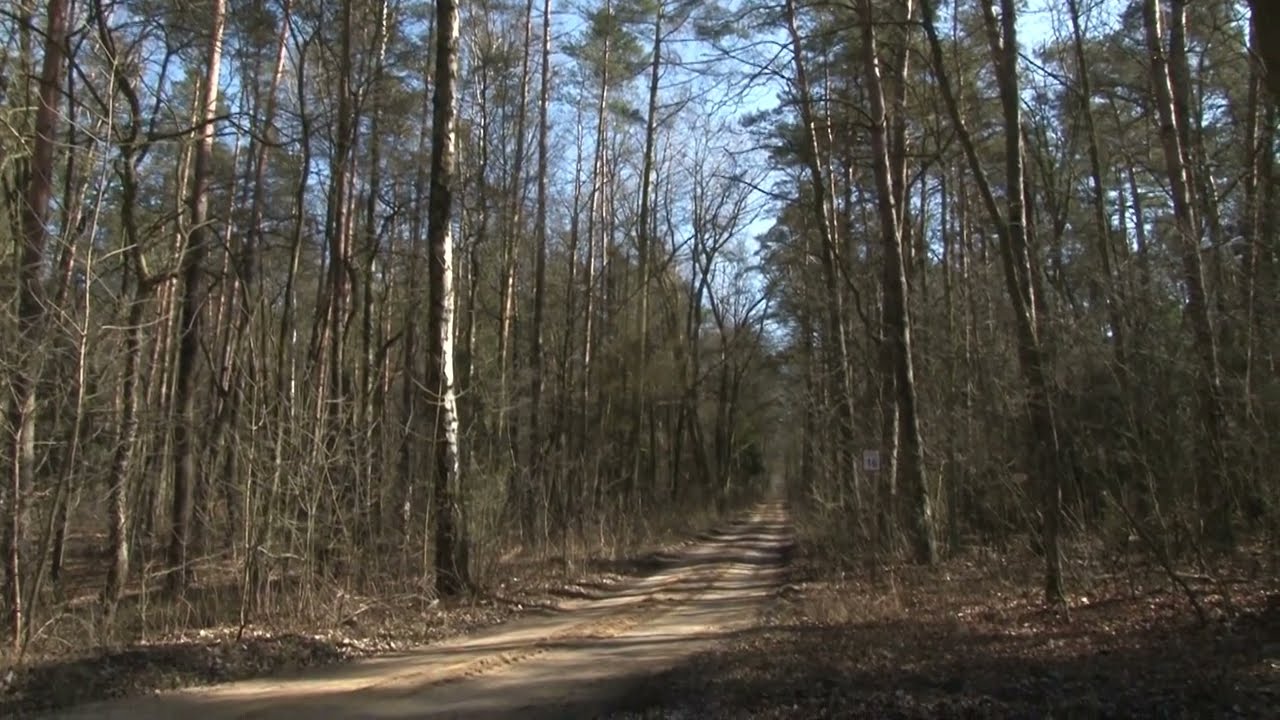 Niebezpieczny challenge w lesie. 23-latek porzucony nago w środku nocy