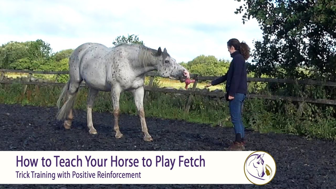 How to Teach Your Horse to Play Fetch - Trick Training with Positive Reinforcement