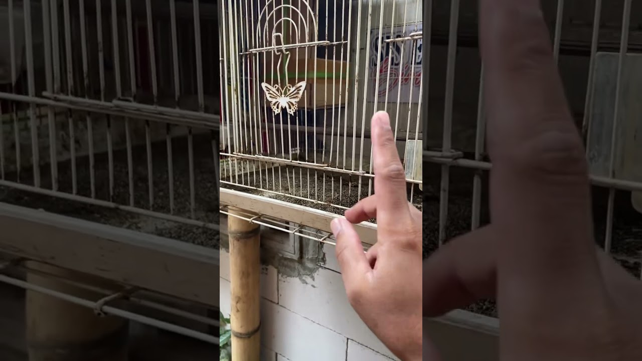 Pasir buat dasar sangkar ternak murai batu #ternakmuraibatu