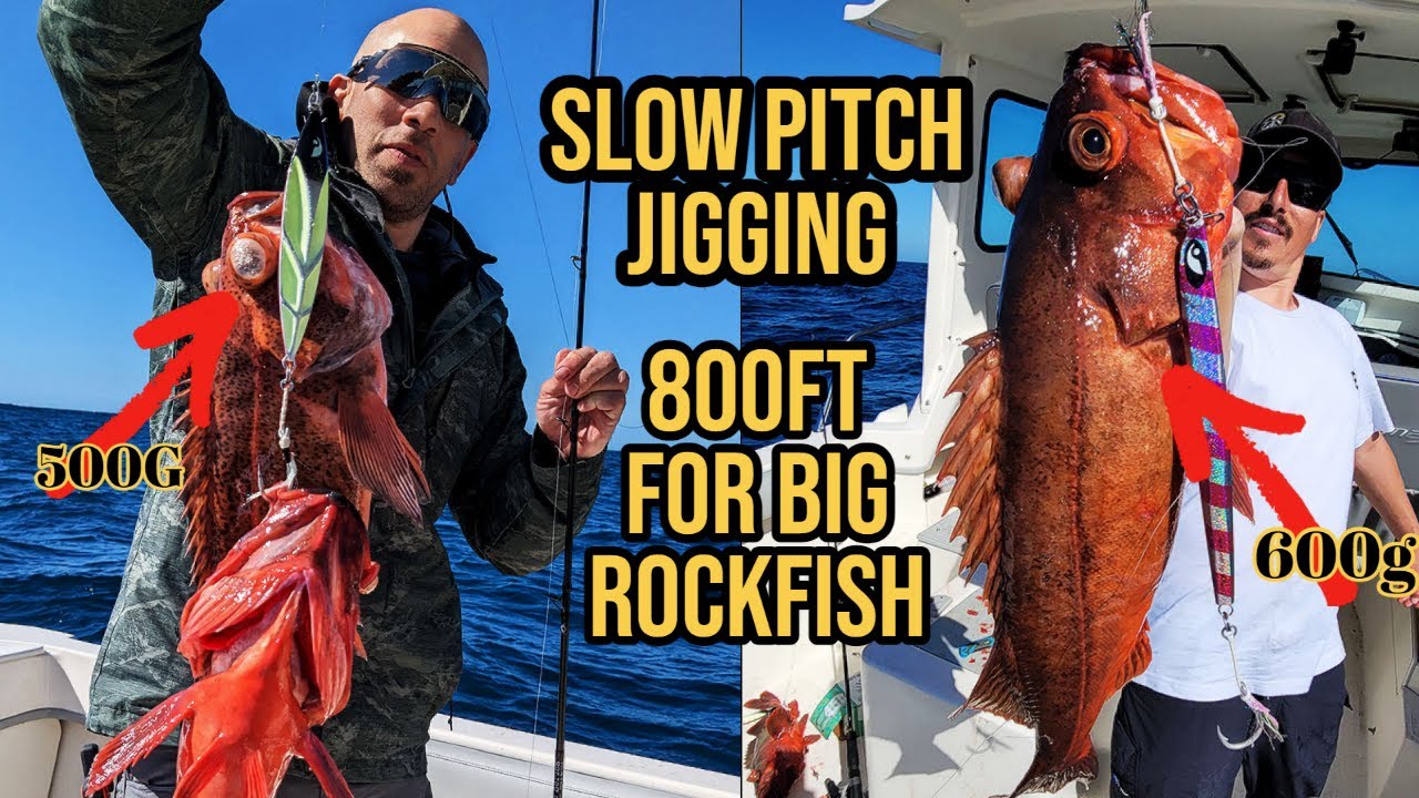 New CA Fishing Law Changes Resulting in Huge Fish: Monster Deep-Water Slow Pitch Jigging