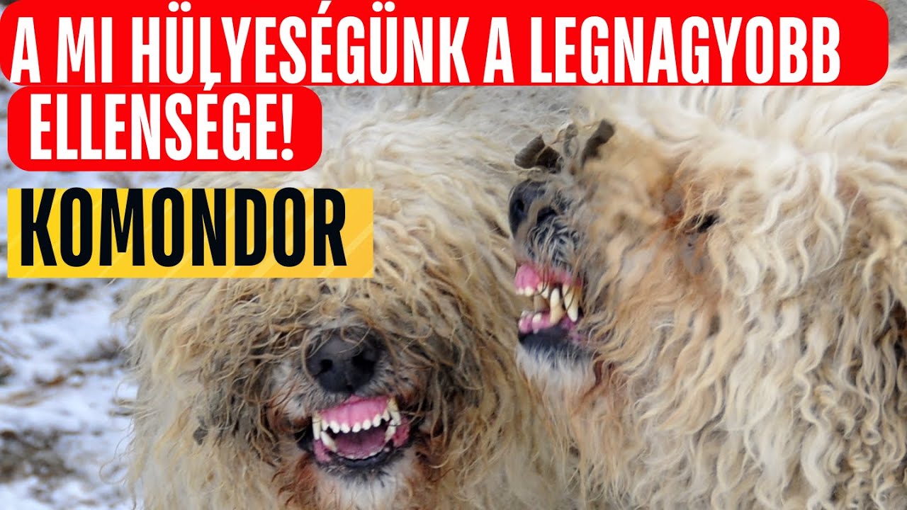 KOMONDOR: tévhitek és a valóság! 1/2. rész
