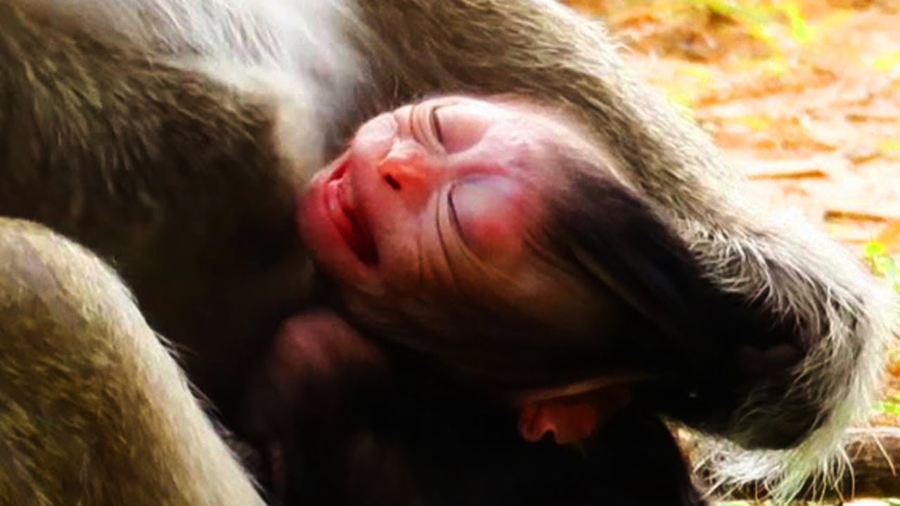 Hot Even, Newborn Very Try milk, Wrong Mom, Mommy Reject her Newborn, it hungry milk, update today