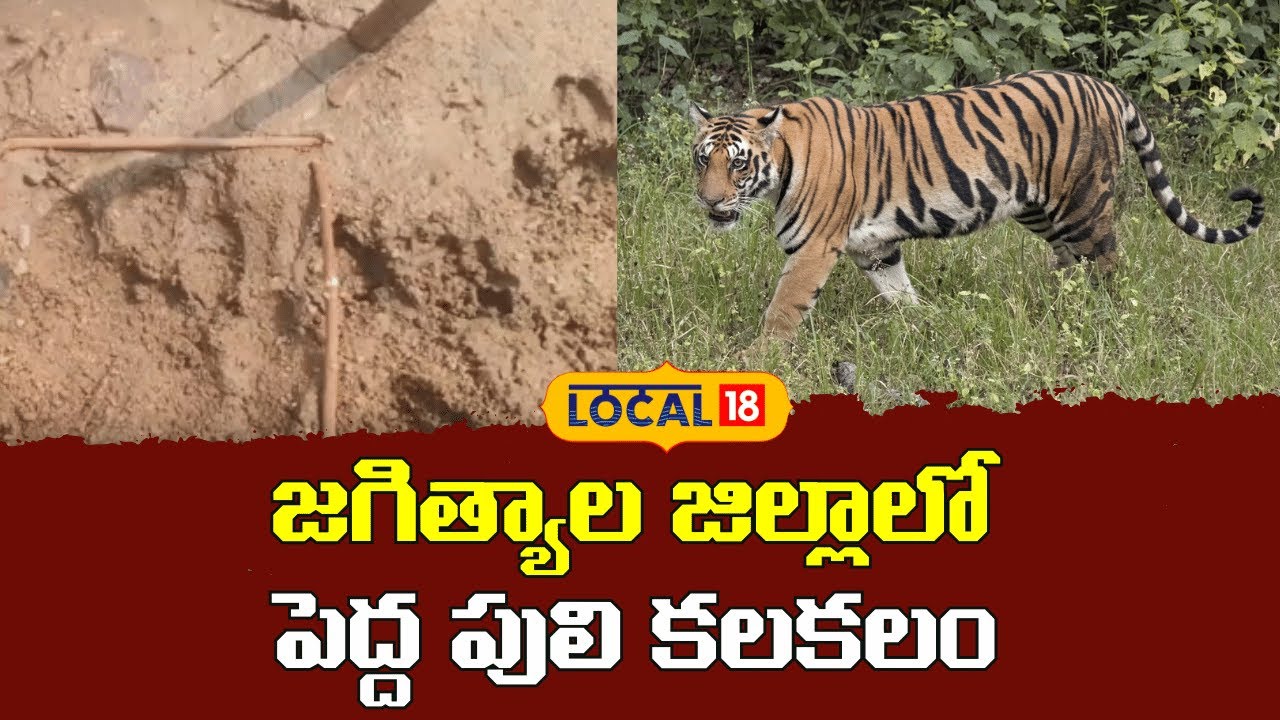 Tiger Hulchul In Jagtial | జగిత్యాల జిల్లాలో పెద్ద పులి కలకలం | #local18