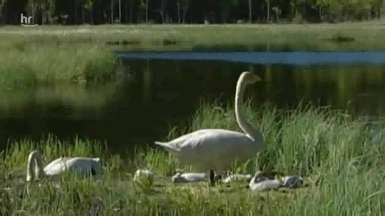 Das Lied der Singschwäne 2/3