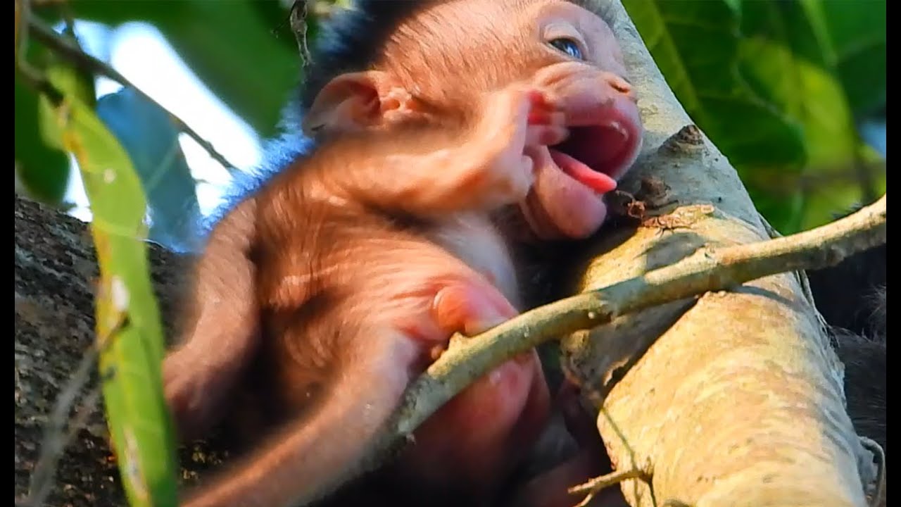 [ Baby Monkey Kidnapped ] The Collection Video Of Baby Monkey Annie Kidnapped By Monkey Tara