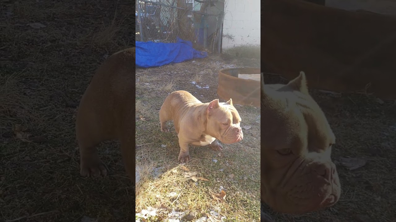 Insane Quality Micro American Bully exotic bully micro bully american bully